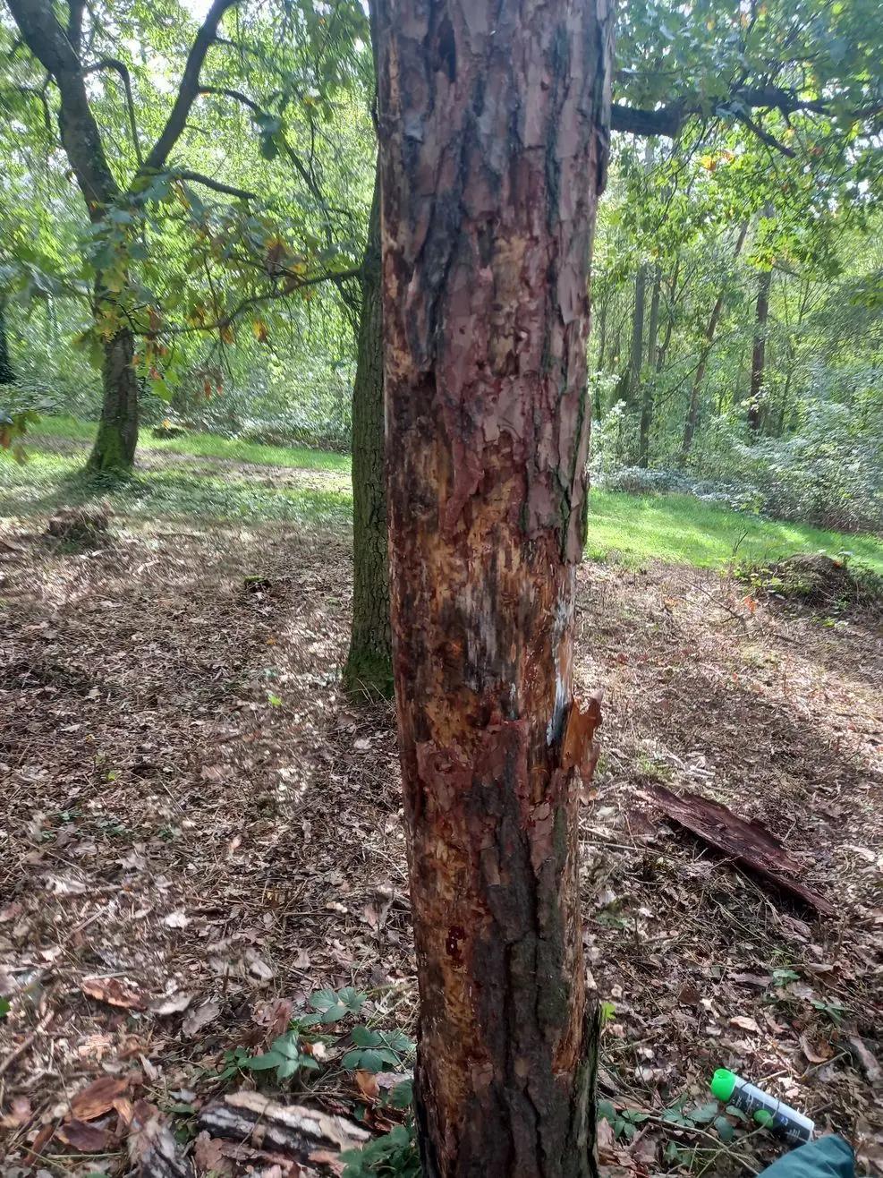 Výstražná páska kolem káceného stromu v parku
