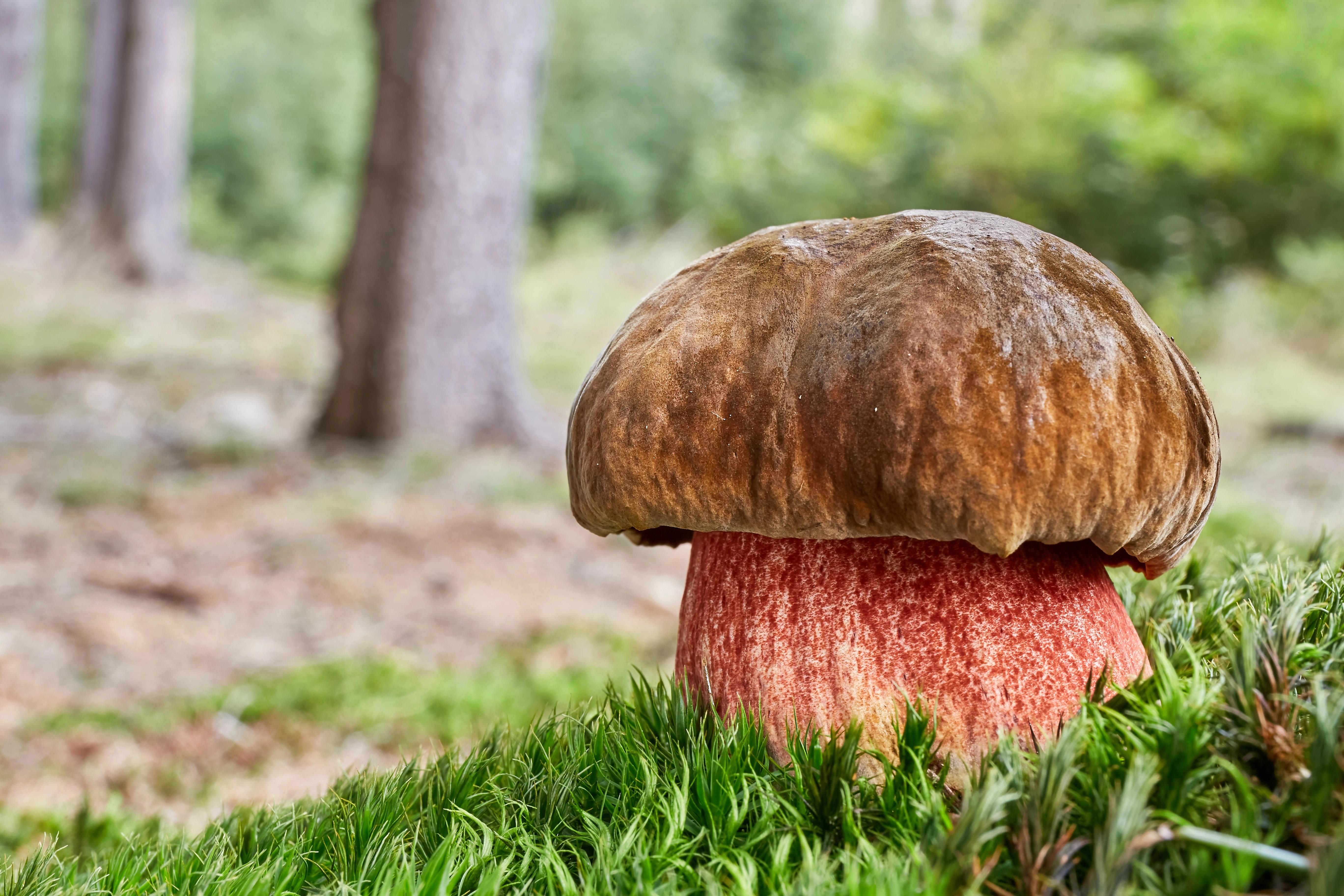 Muchomůrka zelená s typickým kloboukem a hlízou vyrůstá mezi suchými větvemi