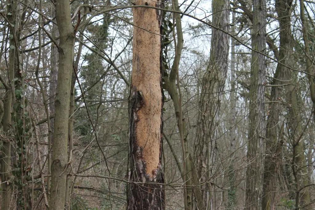 Dělníci kácí stromy v parku na Homolce